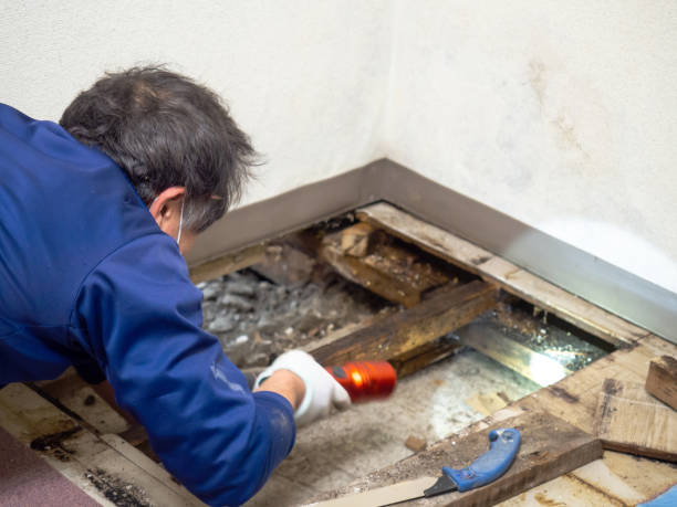 Best Water Damage Restoration  in Northview, MI
