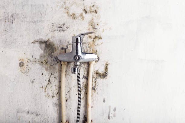 Best Office Mold Removal Services  in Northview, MI
