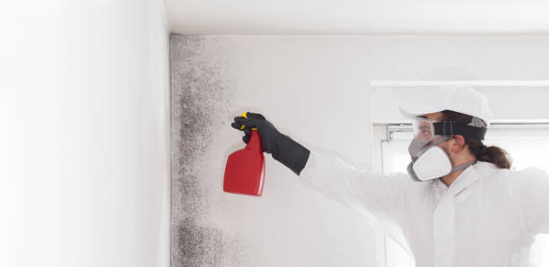 Best Toxic Mold Removal  in Northview, MI