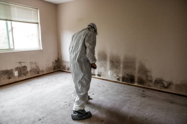 Mold Testing and Removal in Northview, MI