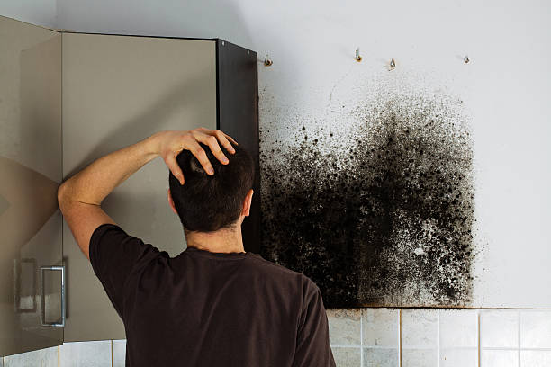 Best Mold Testing  in Northview, MI